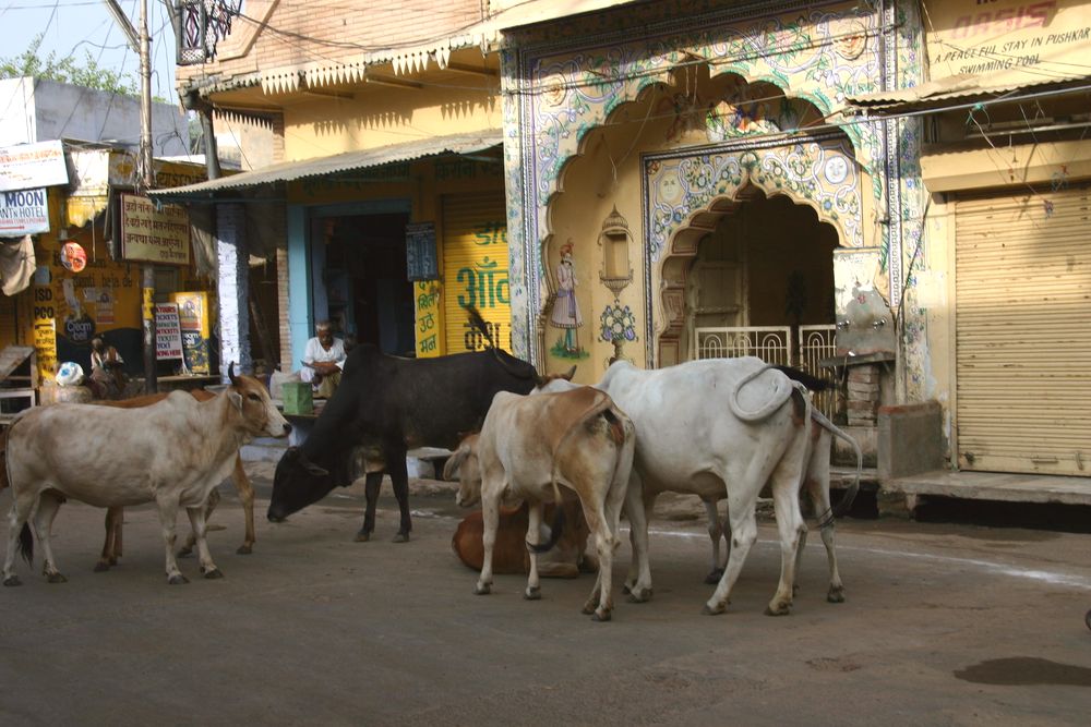 Vacas en el centro de la ciudad