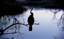 Parque Nacional Keoladeo Ghana