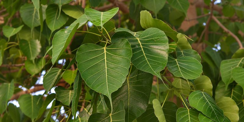 Bodhi tree