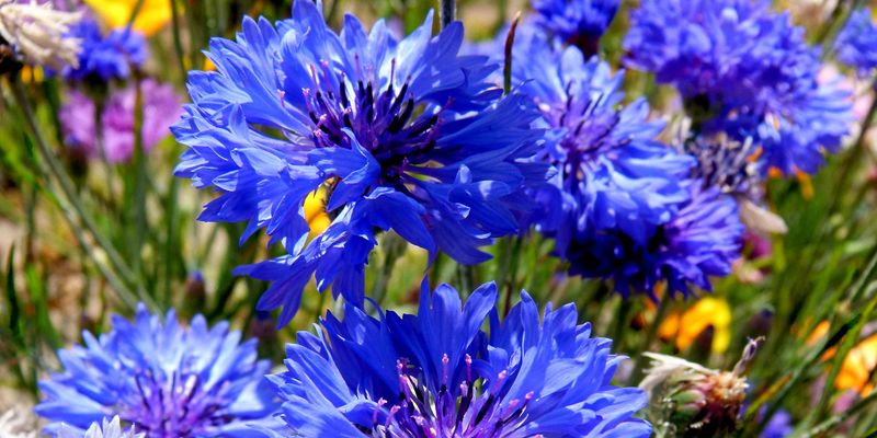 Cornflower, knapweed