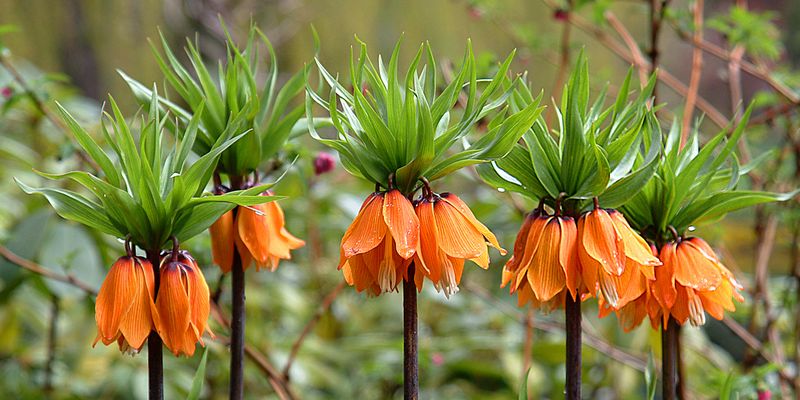 Fritillaire impériale