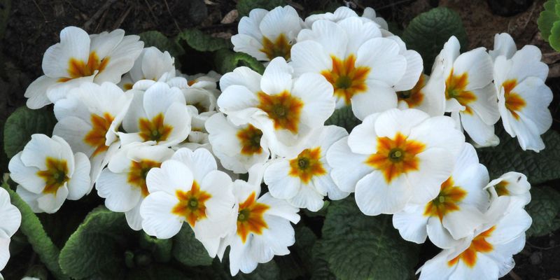 Primrose