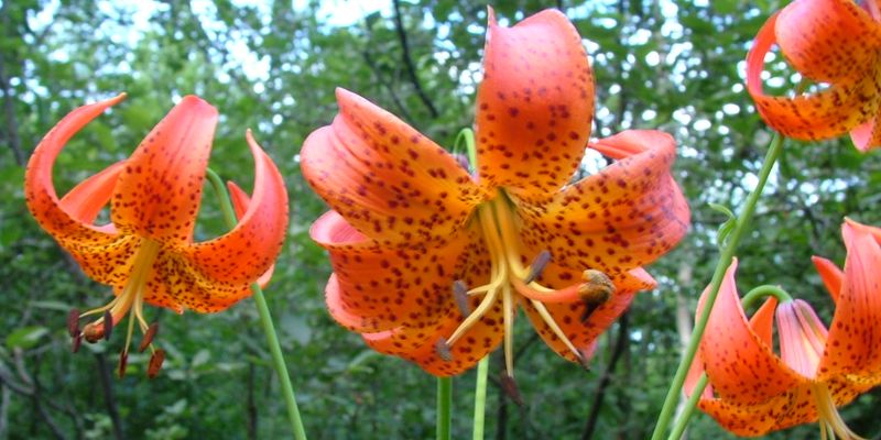 Turk’s cap lily