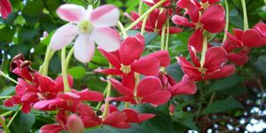 Burma creeper, rangoon creeper, red jasmine