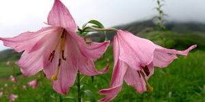 Dzokou lily