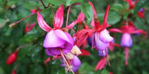 Fuchsia